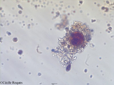 protozoo/Tintinnidium sp.(1)(copy)_thumb.jpg